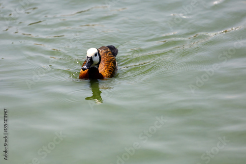 The White-faced Whistling Duck is swimming in the river