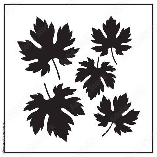 Elegant Wine & Harvest Collection