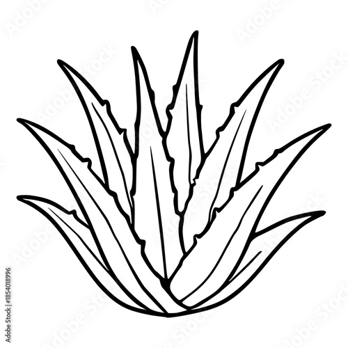 Minimalist black and white vector illustration of an aloe vera plant, showcasing its spiky leaves and organic form.