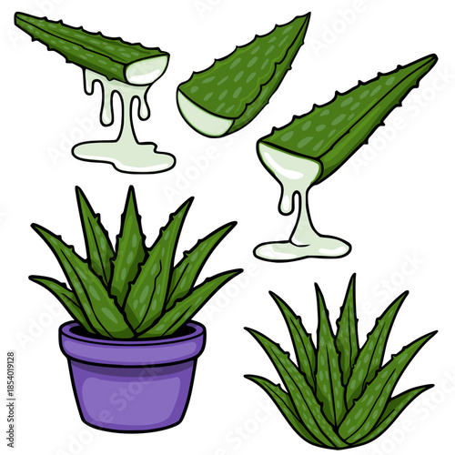 Vibrant vector illustrations of aloe vera plant and dripping gel, showcasing its natural beauty and healing properties.
