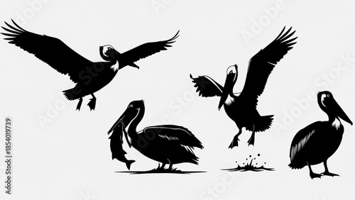 Black Pelican Silhouette Vector Showing Soaring Plunging Catching and Perched Fishing Poses