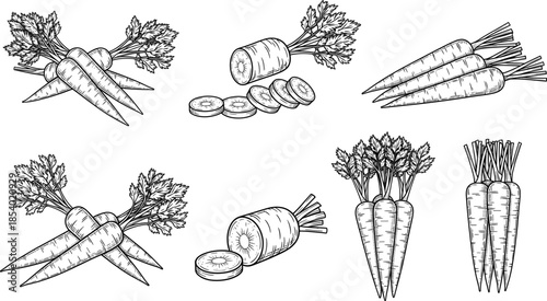 Hand drawn vintage carrot set with whole sliced and bunched vegetables in engraved woodcut style for organic food design