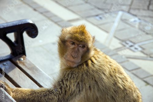 Barbary ape (macaca sylvanus) on a bench. Gibraltar