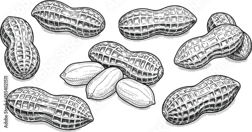 Vintage hand drawn peanut vector set with whole shells and kernels in detailed engraved woodcut style illustration