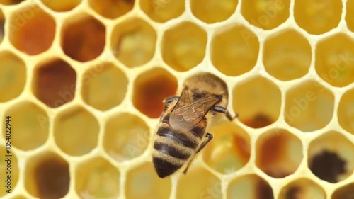 Bees build honeycombs and transform nectar into honey. 