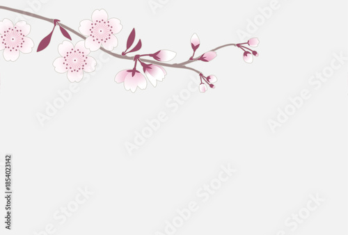 Elegant cherry blossom branch horizontal background with soft pink flowers and buds on white