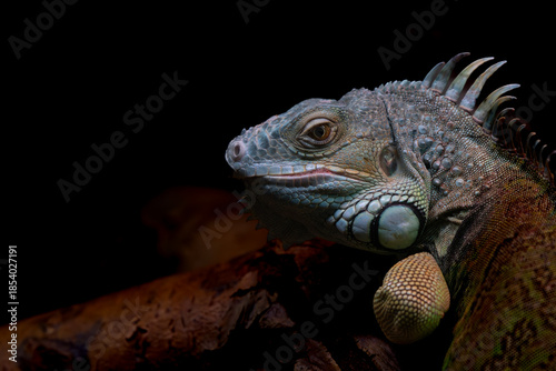 iguana on a tree