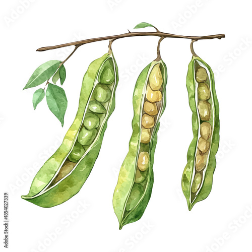 Watercolor design, with minimal yet artistic elements for creative designs. hand-drawn paint, A beautiful painting of senna_pods set, EPS format, isolated on a white background