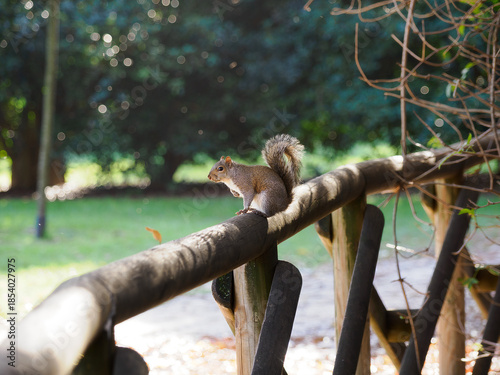 Autumn at Parco Sempione, Milan: a squirrel