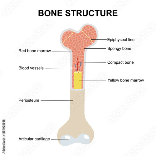 Bone anatomy. Close-up of Compact and Spongy bones. Femur structure. Yellow marrow and Red bone marrow. Vector illustration