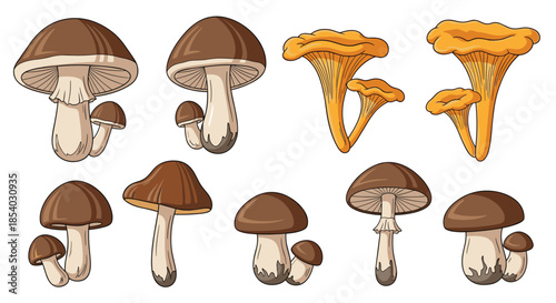 Comprehensive collection of diverse wild mushroom species including brown caps and yellow chanterelles on a white backdrop.