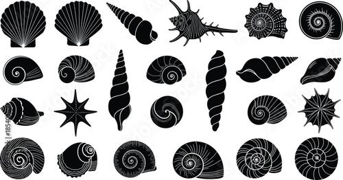 Sea shell collection vector set with spiral conch scallop starfish marine nature black white illustration icons design