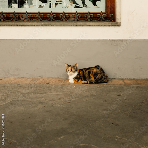 Calico Cat Resting on Sidewalk in Italy