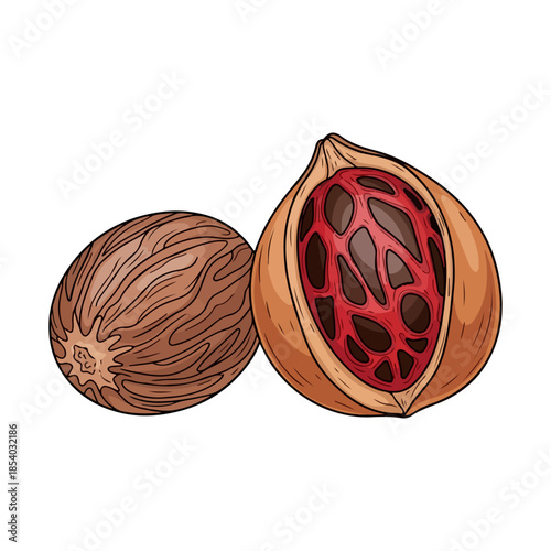 Vector illustration of nutmeg with mace isolated on white background

