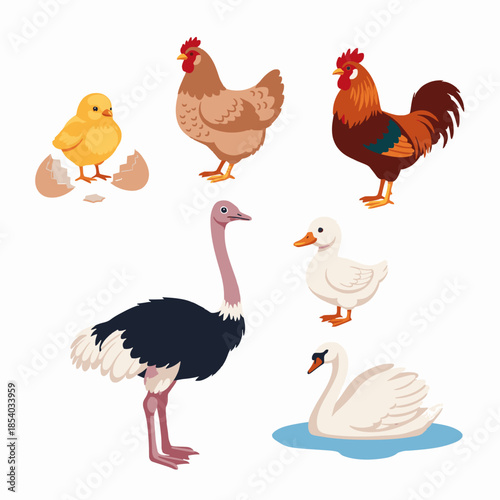 Wild birds and domestic fowl flat vector illustration set with chick eggshell ostrich and swan isolated