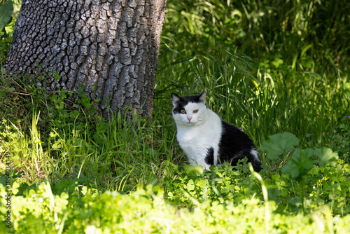 Domestic Shorthair Cat (Felis catus), Found in homes and urban areas worldwide