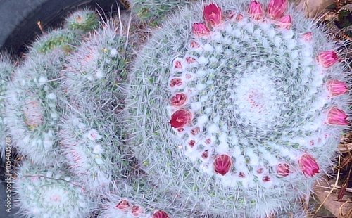 サボテンにピンクの花が咲いている写真