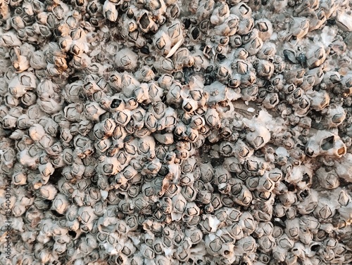 Tableau sur toile Acorn barnacles and oyster shells tightly clustered on a coastal rock surface, showcasing natural intertidal marine textures and rugged aquatic life patterns