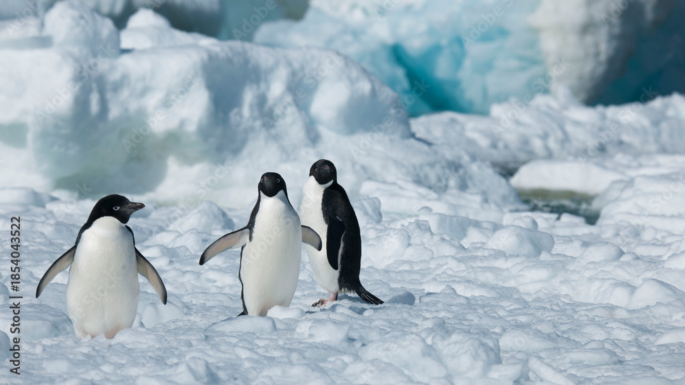 Obraz premium penguins on ice