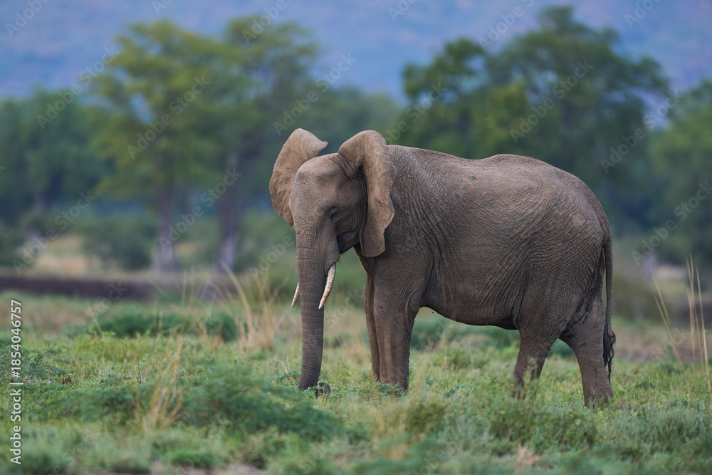 Fototapeta premium African Elephant (Loxodonta africana) in South Luangwa National Park, Zambia