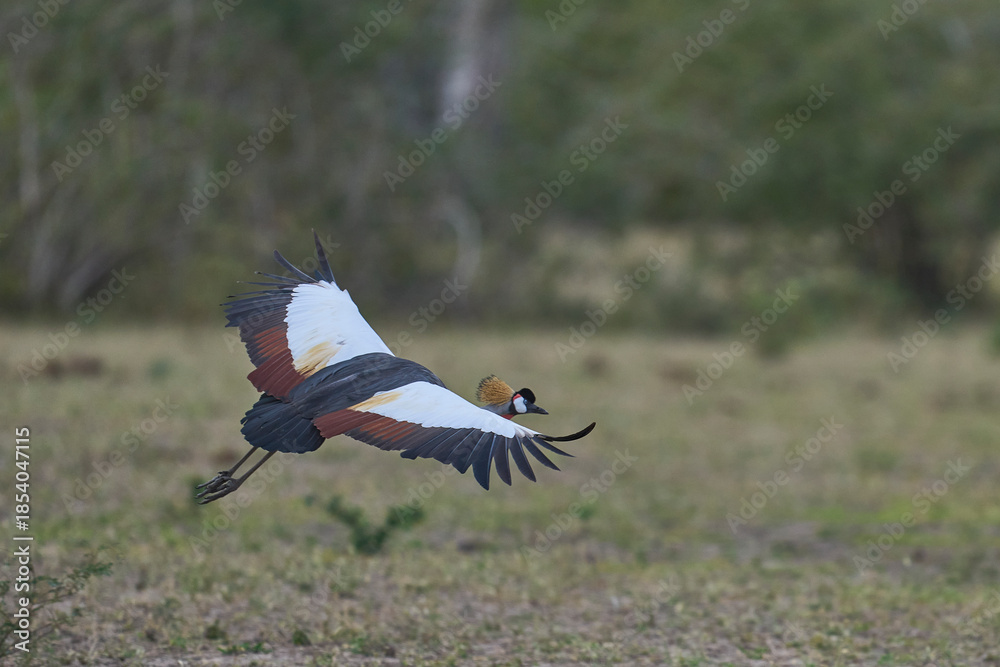Fototapeta premium Grey Crowned Cranes (Balearica regulorum) in South Luangwa National Park, Zambia