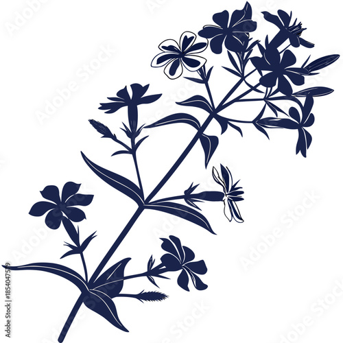 soapwort flower silhouette on white background