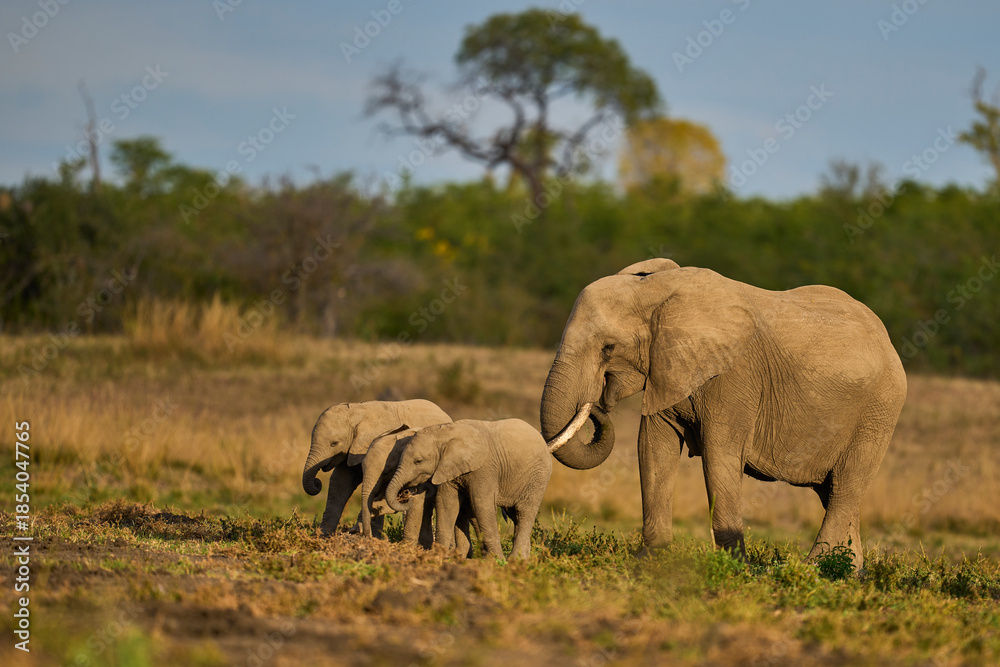 Obraz premium Herd of African Elephant (Loxodonta africana) with young in South Luangwa National Park, Zambia