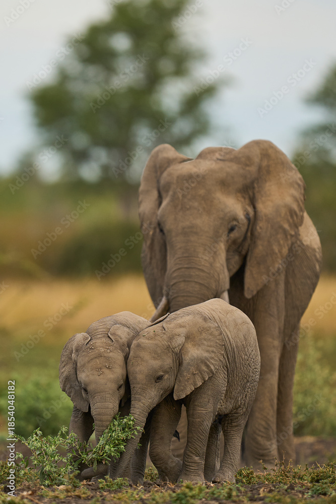 Obraz premium Herd of African Elephant (Loxodonta africana) with young in South Luangwa National Park, Zambia