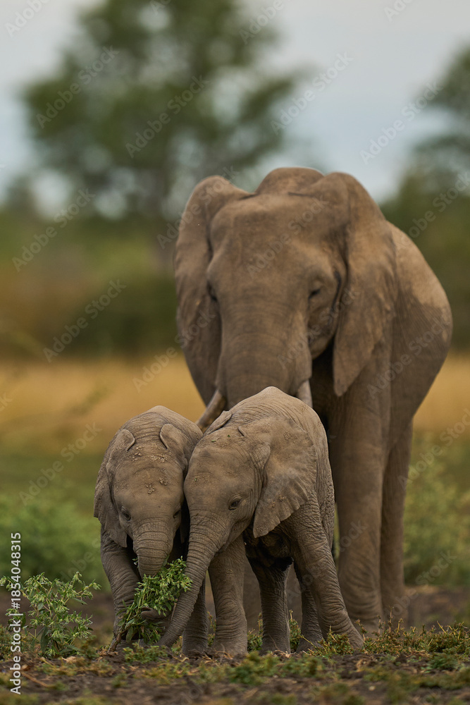 Obraz premium Herd of African Elephant (Loxodonta africana) with young in South Luangwa National Park, Zambia