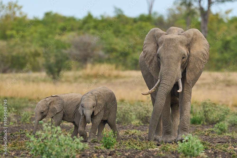 Naklejka premium Herd of African Elephant (Loxodonta africana) with young in South Luangwa National Park, Zambia