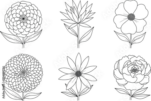 Floral line art illustration set, hand drawn botanical flowers collection, minimal outline bloom designs, black and white vector art