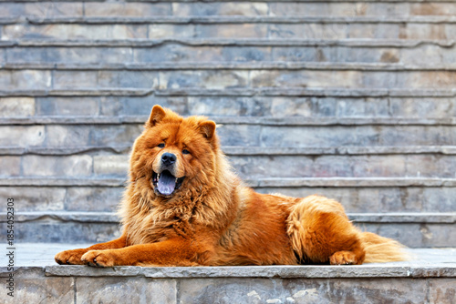 A Chow Chow dog