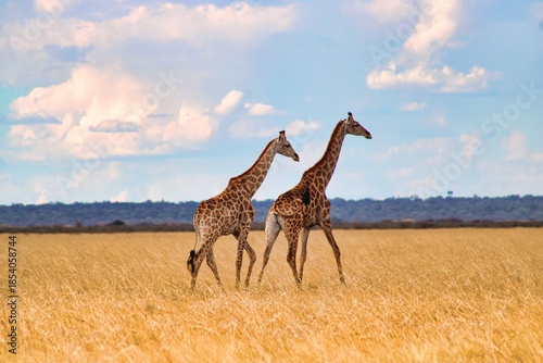 Herd of giraffes wandering through the open wilderness in Etosha Nationalpark in Namibia 