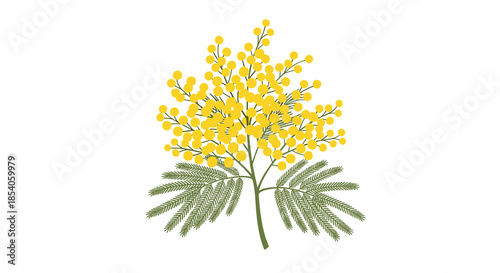 Single branch of bright yellow mimosa flowers and green leaves isolated on white background symbolizing spring and international womens day.