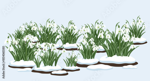 Field of white snowdrop flowers blooming through patches of melting snow on a light blue background signaling the arrival of spring.