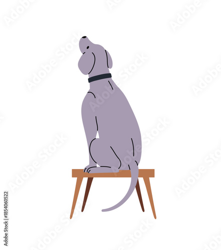 Obedient puppy of Weimaraner sits on stool, looks up. Hound dog follows commands back view. Cute pup is training agility. Happy pet shows tricks. Flat isolated vector illustration on white background.