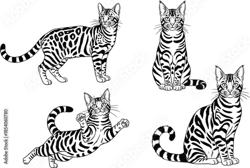 Black and white Bengal cat set with spotted feline leopards in various standing sitting and jumping poses for pet design