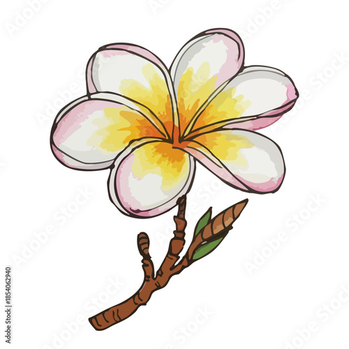 frangipani flower isolated on white background ,plumeria flower, tropical floral illustration, detailed colorful painting, bright vibrant colors, white petals with yellow center, botanical artwork