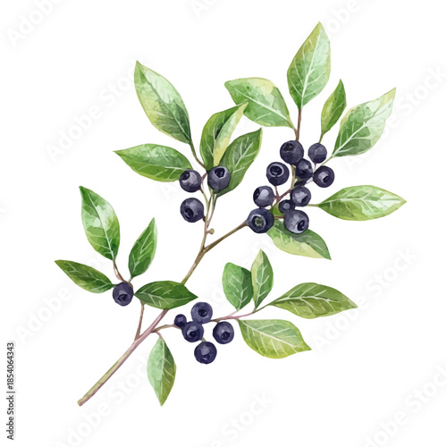 A Watercolor design, with minimal yet artistic elements for creative designs. hand-drawn paint, A beautiful painting of uva ursi plant set, EPS format, isolated on a white background