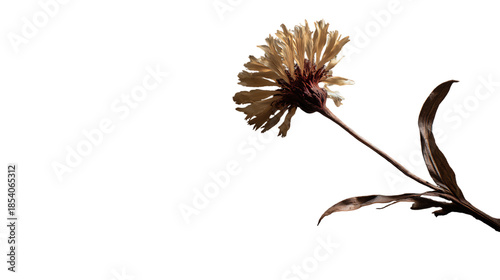 Wilted beige flower with brown center and leaves isolated on a transparent background wilted flower beige petals