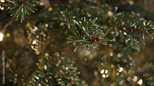 A close-up view of evergreen needles with warm golden bokeh lights in the background