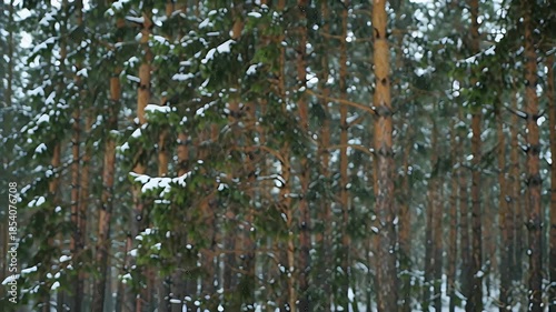 Snowy pine forest with tall trunks and winter snowfall through the trees