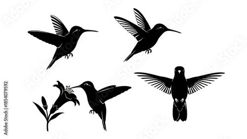 Black Hummingbird Silhouette Vector Showing Side Hover Angled Dive Feeding Flower and Wings Up Still