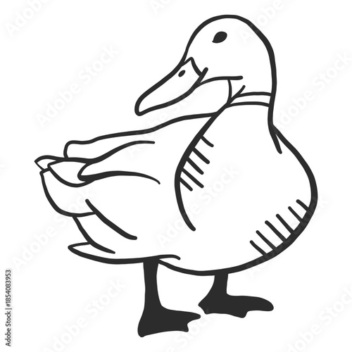 Duck drake wild duck wing beak doodle bird