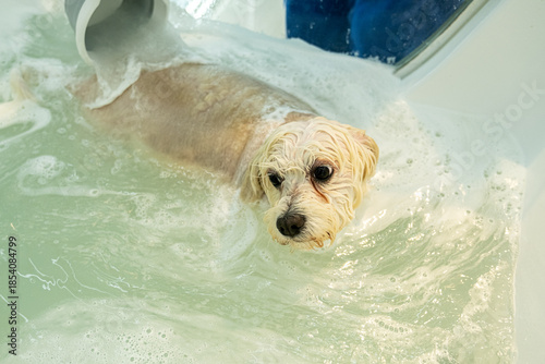 A session by a pet groomer in a special tub using ozone therapy after a skin mask treatment on a Maltese dog, to make both its fur and skin healthier