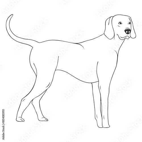 Standing weimaraner dog stroke