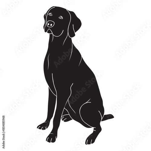 Weimaraner dog black