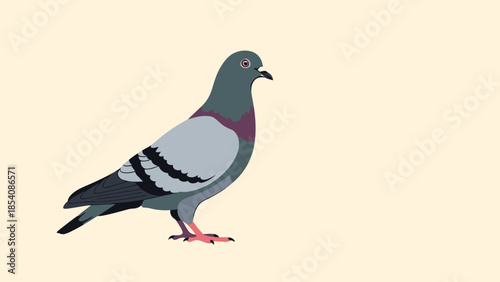 Illustration of a single pigeon standing on a light background.