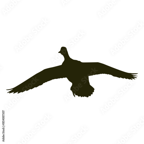 Hunting goose front wings spread flying