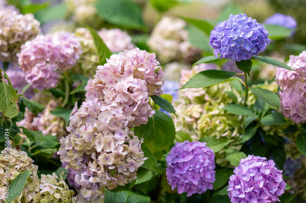 Fototapeta premium Branches of multicolored blooming Hydrangea macrophylla